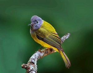 Grey-Headed Canary-Flycatcher