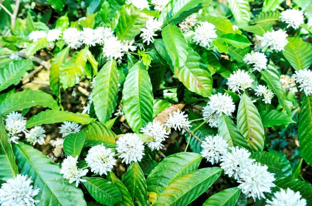Coffee Blossoms Spread at Meriyanda, Coorg